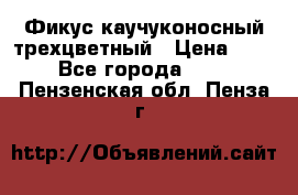 Фикус каучуконосный трехцветный › Цена ­ 500 - Все города  »    . Пензенская обл.,Пенза г.